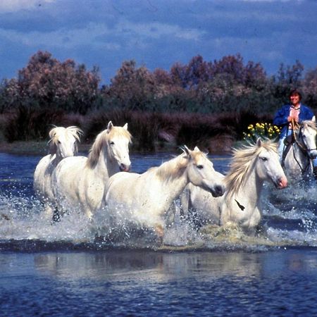 Le Tamaris Daire Saint-Laurent-dʼAigouze Dış mekan fotoğraf